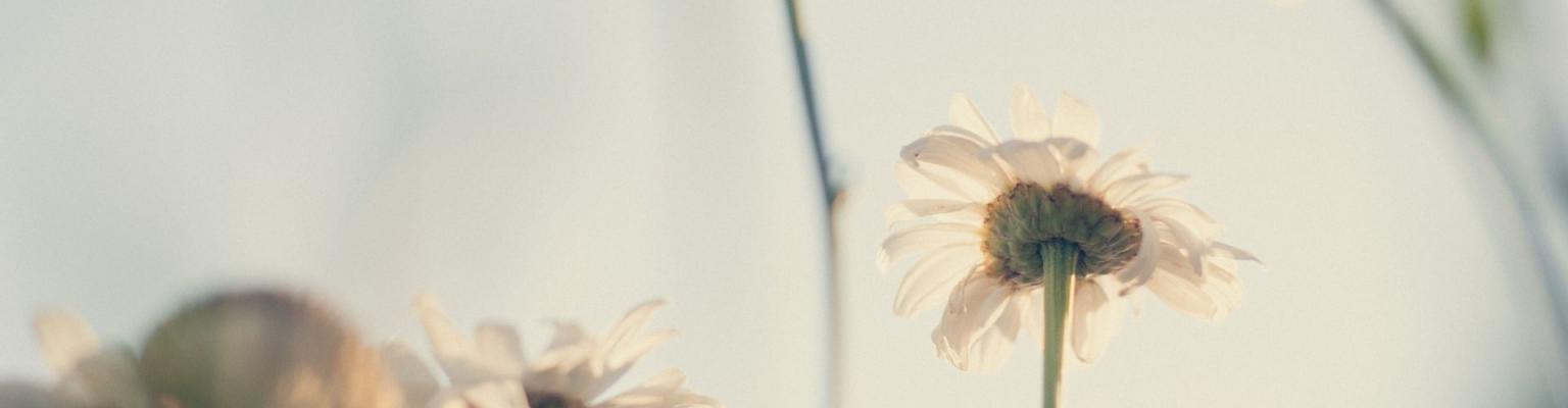 Экстракты - что это?