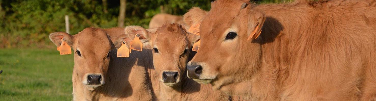 Лечение телят