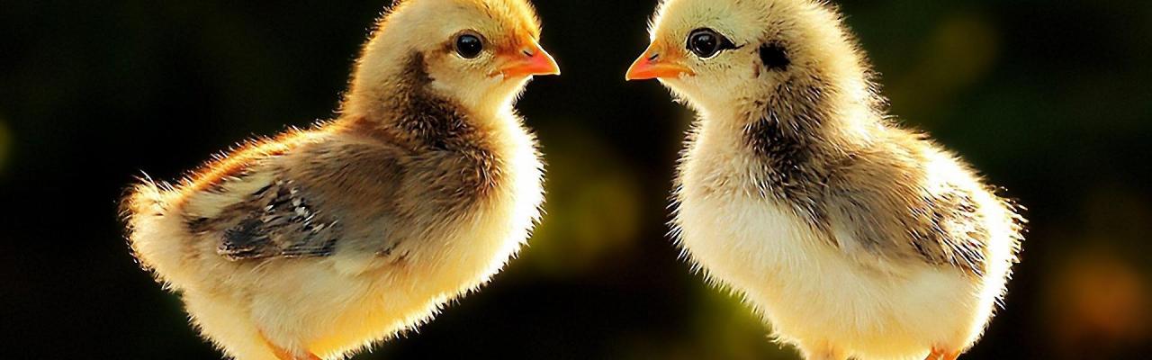 Лечение цыплят